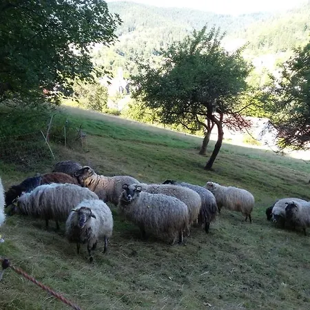 Meisterhaus Loft Appartement *